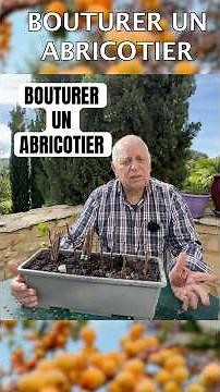 Comment bouturer un abricotier ? #abricotier #abricot ,#plante ,#bouture ,#bouturer #nature