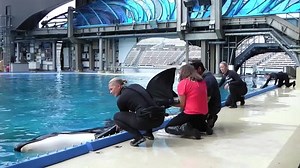A groundbreaking study is being conducted with killer whales at SeaWorld San Diego, and the study could help endangered Southern Resident killer whales in the Pacific Northwest. Watch the video and click here to learn more: http://bit.ly/1HvBbiz | SeaWorld