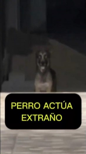 The Most Disturbing Dog Caught on Camera 😨 Smile Dog in Real Life?