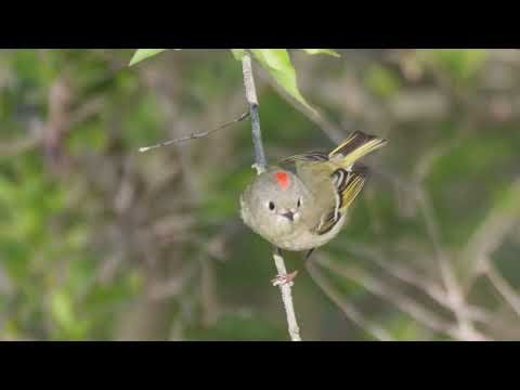 Ruby-crowned Kinglet