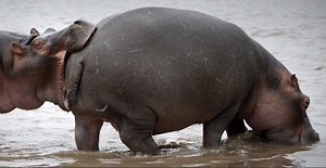 Lookin' Like A Snack | Know Your Meme