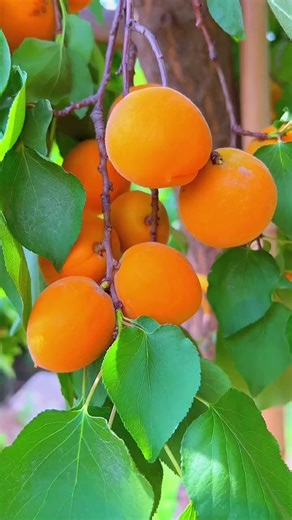 2.4K views · 113 reactions | Yellow apricot #apricot #fruit #fypfruit #fruitreels #summerfruitishere #summerfruit #naturefruit #fruitvideo | Jacky Zh | Facebook