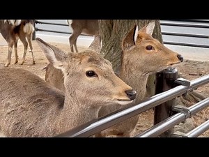 Bowing Deer at Nara Park, Japan (February 2025)