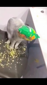 1.6M views · 36K reactions | Funny Moments Cats Compilations, Try not to laugh 藍藍 #funnyreelsvideo #2024trends #reelsfbpage #30daychallenge | Beki’s Funhouse | Facebook