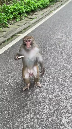 Upright Walking Monkeys: A Cute Observation