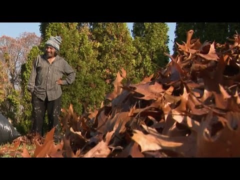 Why you should stop raking your leaves right now