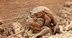 How Animals Flirt and What We Can Learn from Them