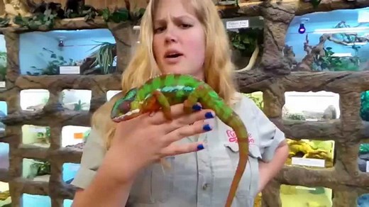 Chameleon colors explained - moods, temperature & communication!