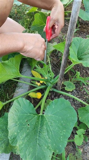 Pruning Zucchini in my Garden 🌱