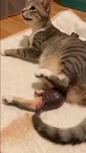 Mother cat delivering her first kitten #cat 🫶🐈🍀❤️