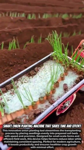 Smart Onion Planting Machine That Saves Time and Effort #satisfying #farming #modernfarming