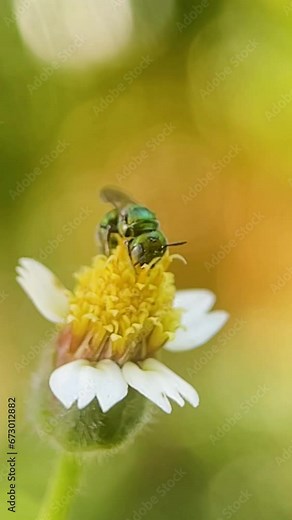 metallic green sweat bee on a coat button flower. collecting nectar. yellow color pollen on the antenna. pollination concept. macro video.