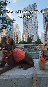 The puppies are on their way to see in Traverse City Michigan! 😍 #pudelpointer #yorkie | Abby Jimenez