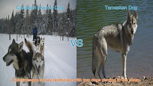Exploring the Canadian Eskimo Dog and Tamaskan Dog: Origins, Traits, and Temperaments