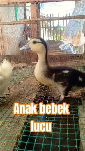 Anak bebek lucu #ayam #bebek #kucing