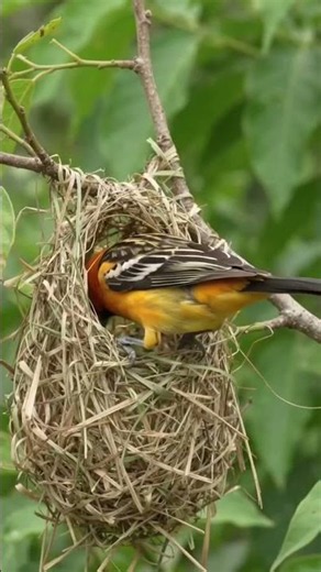 sparrow nest birds sound #shorts