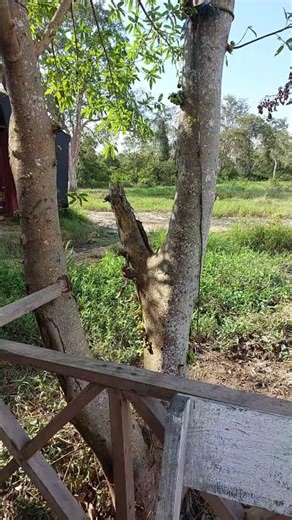 #feeding#squirell#feedshorts