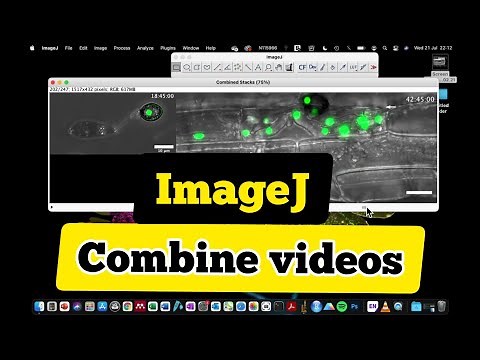 How to combine videos in imageJ | side by side combination of fluorescence and brightfield video