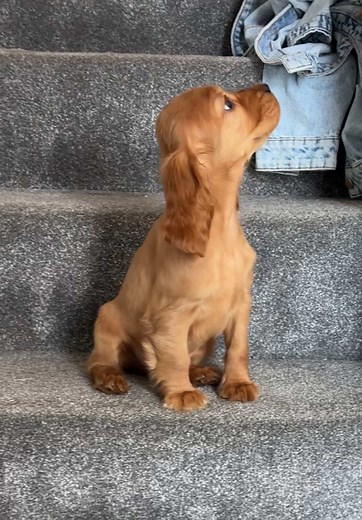 Cocker Spaniel Puppy Learning to Navigate Stairs