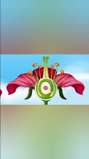 Pollination and fertilization in Flowers.