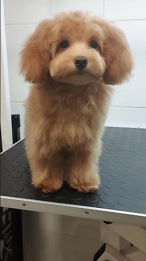 Maltipoo Pup Depp | First Haircut at V.O.G DOG SALON