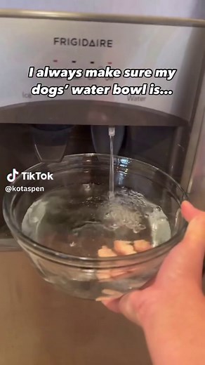 How Often to Clean Your Dog’s Water Bowl (Daily Guide)