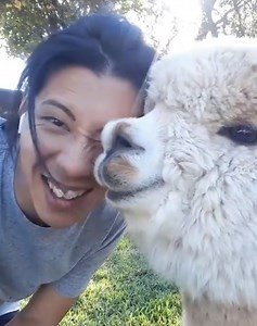 I would love to squish this alpaca 🥹❤️ | Furry Tails