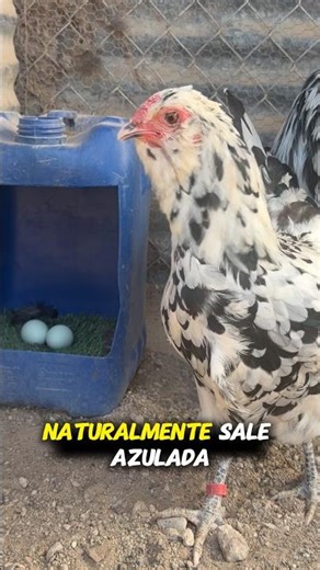 The hen that lays blue eggs 🪺