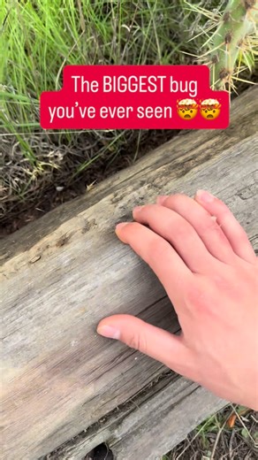 @official_wildlife_adventures | what a juggernaut 🐛 The biggest potato bug I’ve ever seen #bug #insect #bugsofinstagram #creepycrawlies #entomologia | Instagram