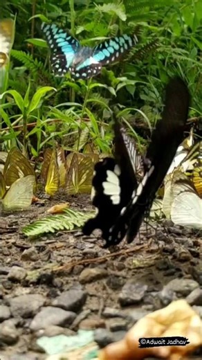 Butterfly Facts 🦋 #shorts #wildlife #nature #butterfly