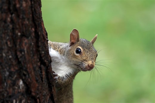 The Best Way To Squirrel-Proof Your Bird Feeder