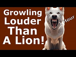 Dog Growling Sounds 1 Hour | Dog Growling Sound Effects | Aggressive Dog Growling Sound