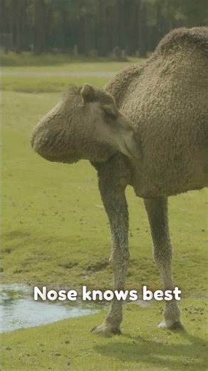 Scratching Skills: Animals Doing It Their Way! 🐾😂 #yolobliss