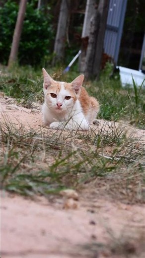 Found the perfect sandy spot for a midday rest ☁️🐱