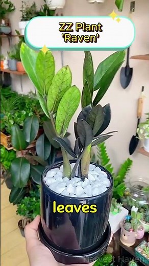 6 ‘Rare’ Plants You Can Find at WALMART! 🛒 (Secretly Unkillable!)