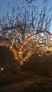 101 reactions · 5 comments | I added some new lights to my crabapple tree today and look at the rising waxing crescent moon peeking through the branches  @terrifoss @earthlysoulsandspiritsoracle @terrifosshome #terrifoss#nature#tree#meditation#peaceful#moon | Terri Foss | Facebook
