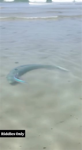 When you try to swim but the ocean puts you on timeout | Riddles Only