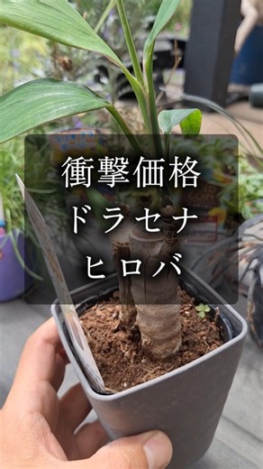 ナフコ爆安ドラセナ#ガーデニング #観葉植物 #セリア