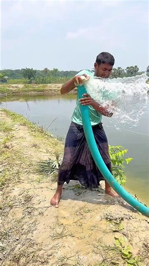 Rice is being cultivated by over-watering through pipes. #viral #shorts #viralvideos