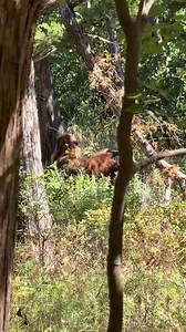 Real or fake? A man claims he captured this video of Bigfoot, but some online believe it is a hoax. tinyurl.com/238hjtx8 | WBRC 6 News