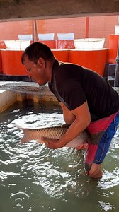 Amazing Big Grass Carp Fish Catching By Hand #reels | Extreme Fish World