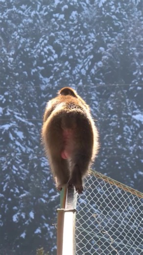 Monkey life in japan look so cute #snowmonkey #monkey #wildlife #japanesemonkey #MonkeyLife | Monkey USA