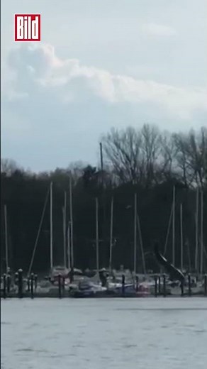 Delfin schwimmt und springt durch Travemünde #shorts