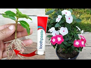 Grow Periwinkle with Toothpaste | How to grow Periwinkle from cuttings