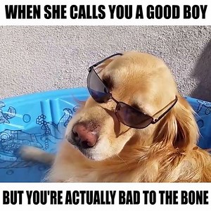 If you're a fan of bad boys, look no further. | theCHIVE