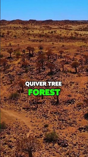 Quiver Tree Forest & Fish River Canyon: Natural Wonders! 🌳🏞️ #NaturePhotography #EpicViews