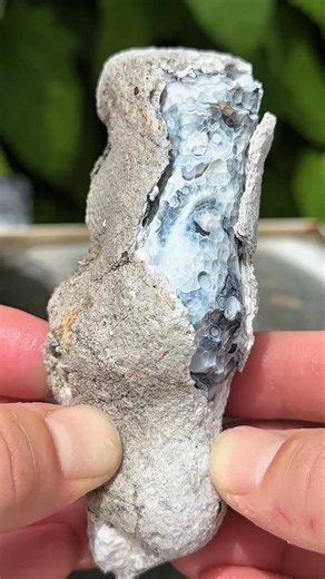 Ancient Blue Coral Geode 🪸🌊 what’s inside? This is a beautiful piece of coral from an ancient reef! Found by @shrkco filmed, cut & polished by me :) #crystals #agate #rocks #minerals #geology #fossils #coral #geode | CoralGeodes