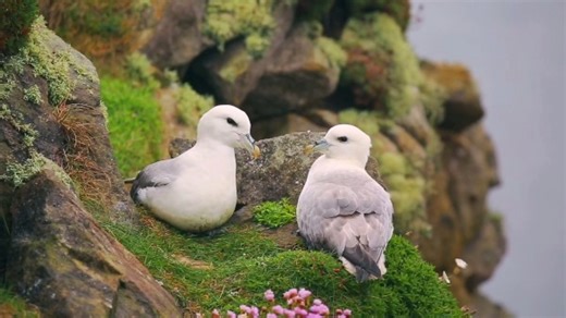 Our #BritishIslesWeek is in full swing, and we’re exploring the Shetland Islands in the Northern Isles of Scotland. The archipelago is one of the world’s top spots for birdwatching, annually hosting migrants and breeding Arctic birds. It would be hard to find a cliff without a seabird colony in the Shetlands, especially in early May. Rock ledges, jagged cliffs, grassy burrows and overhangs are packed with puffins, guillemots, razorbills, gannets and many more common and rare species. For any bir