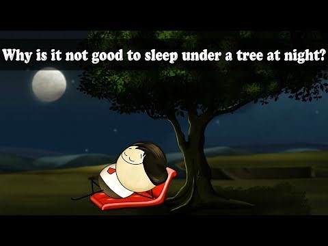 Respiration - Why is it not good to sleep under a tree at night? | #aumsum #kids #science