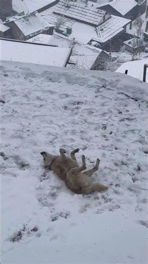 ☃️❄️🐾#shorts